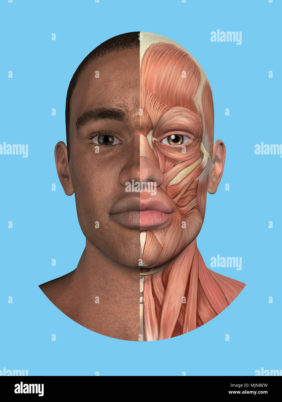 Anatomia vista frontale dei grandi muscoli facciali di un uomo. Foto Stock