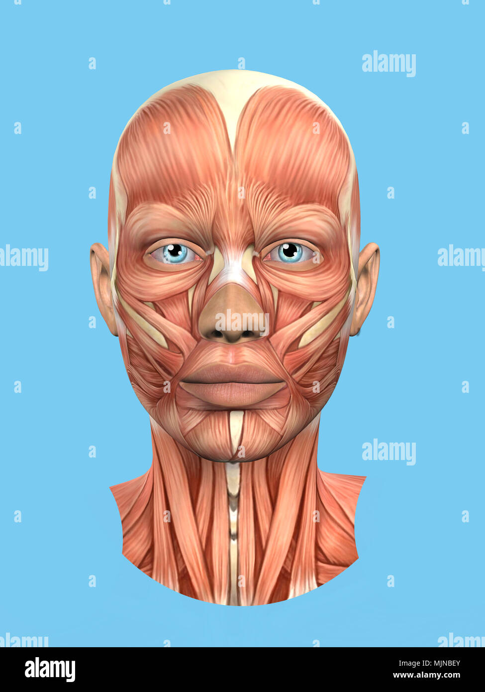 Anatomia vista frontale dei grandi muscoli facciali di una donna tra cui procerus, massetere, orbicularis oculi, zygomaticus, buccinatore e nasalis. Foto Stock