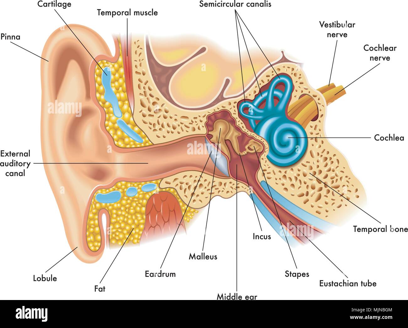 Vettore Illustrazione medica di anatomia dell'orecchio Illustrazione Vettoriale