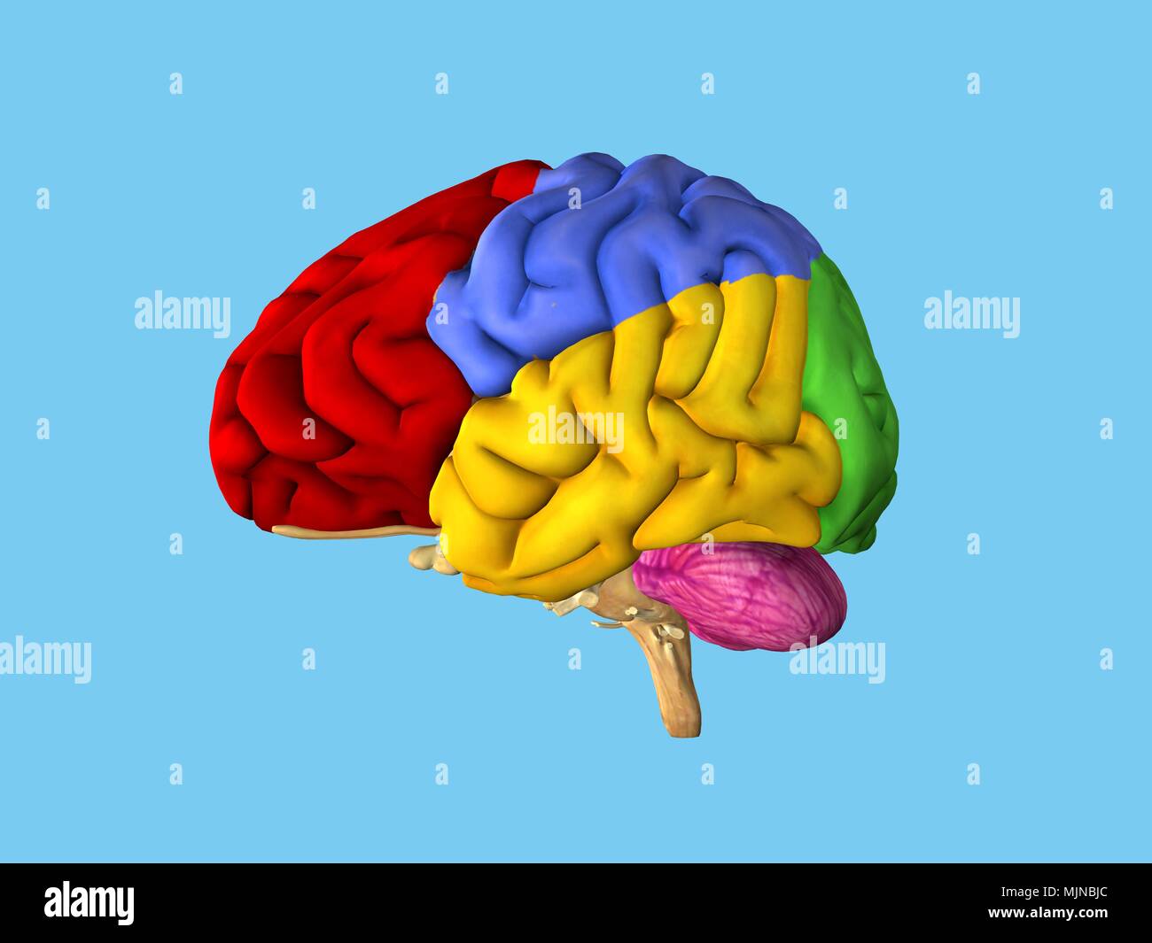 Le regioni del cervello Foto Stock