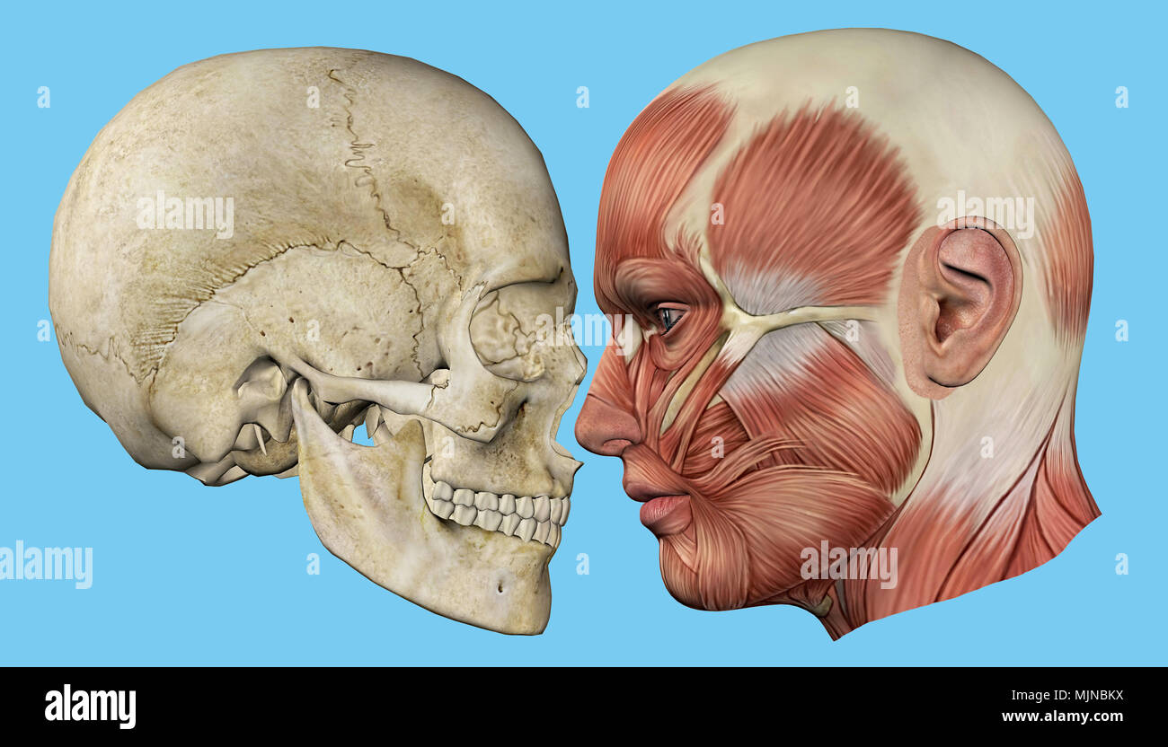 Anatomia vista laterale del viso. Foto Stock