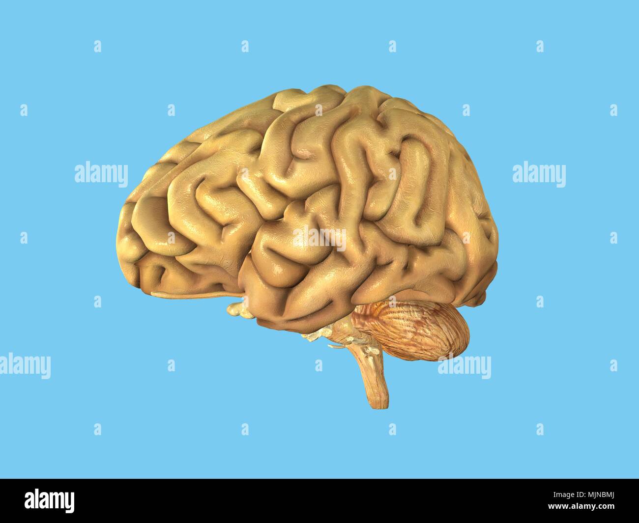 Cervello umano - sano Foto Stock