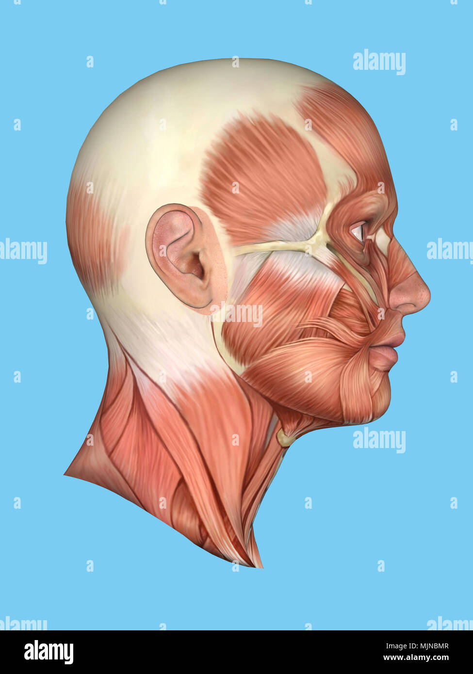 Anatomia vista laterale del viso. Foto Stock