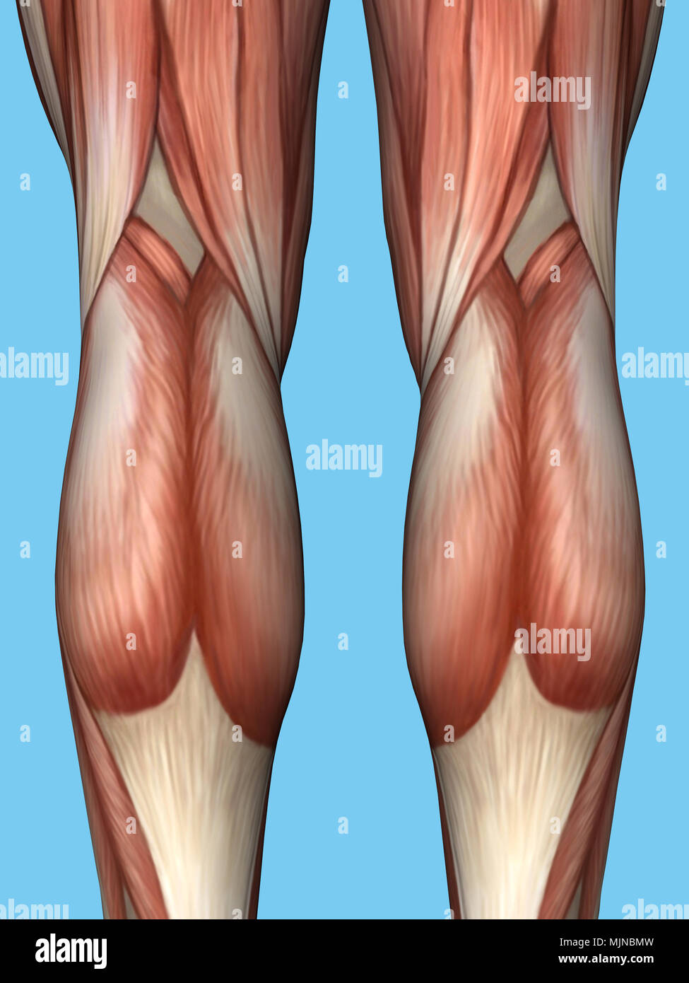 Anatomia della parte posteriore della gamba. Foto Stock