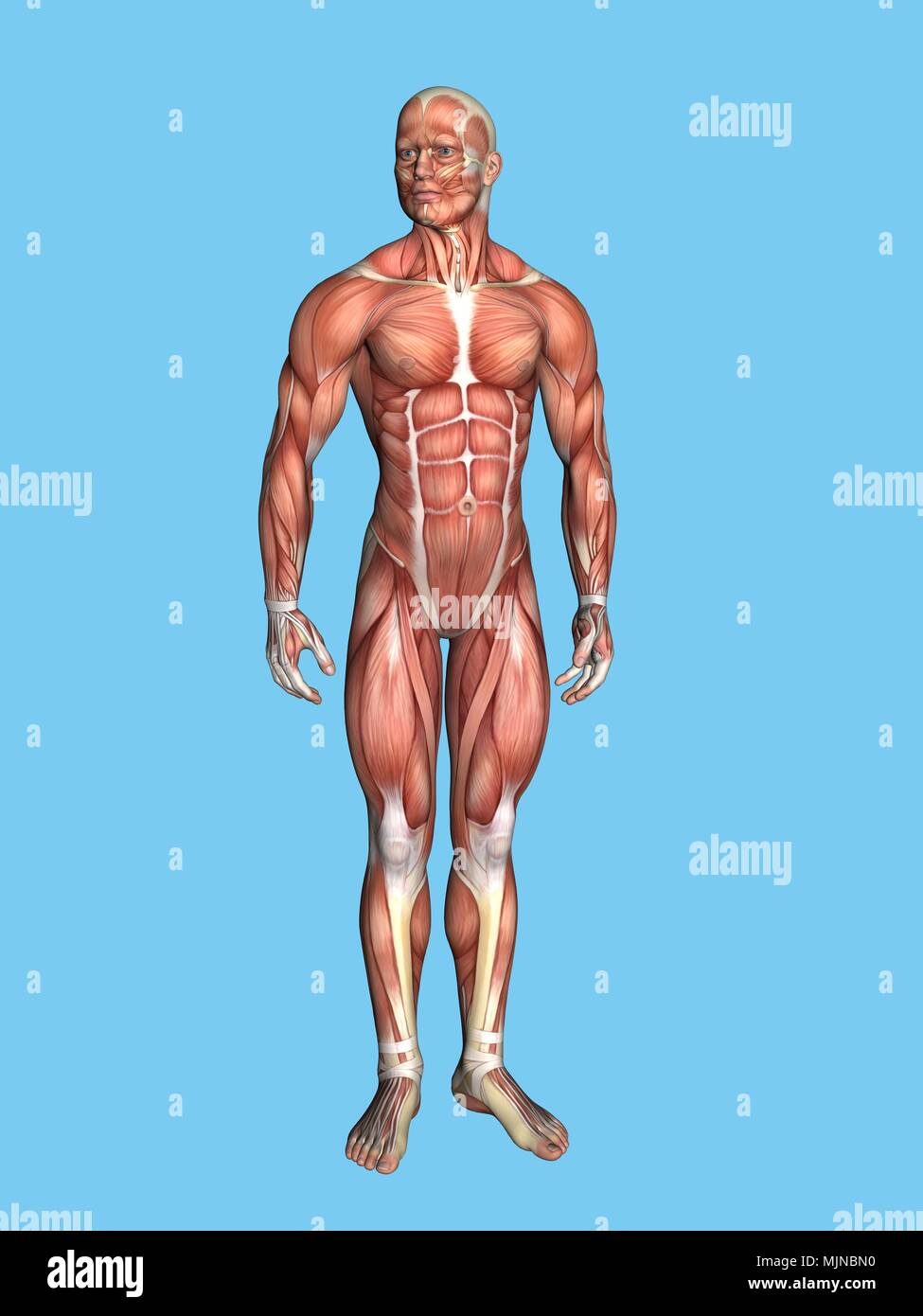 Anatomia della figura maschile Foto Stock