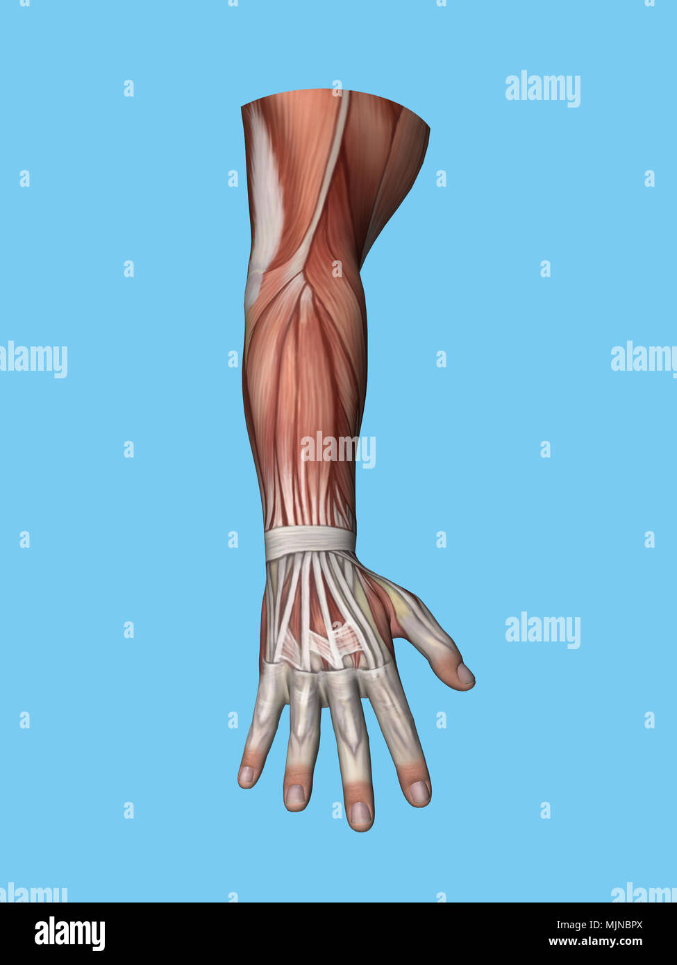 Vista anatomica la muscolatura di mano e braccio. Foto Stock