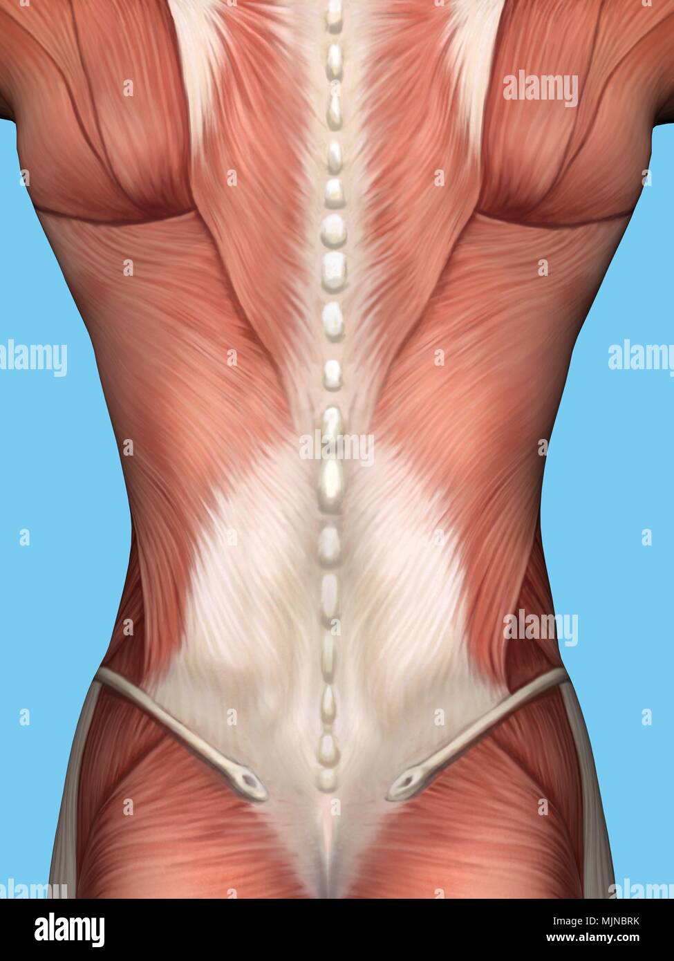 Anatomia della schiena Foto Stock