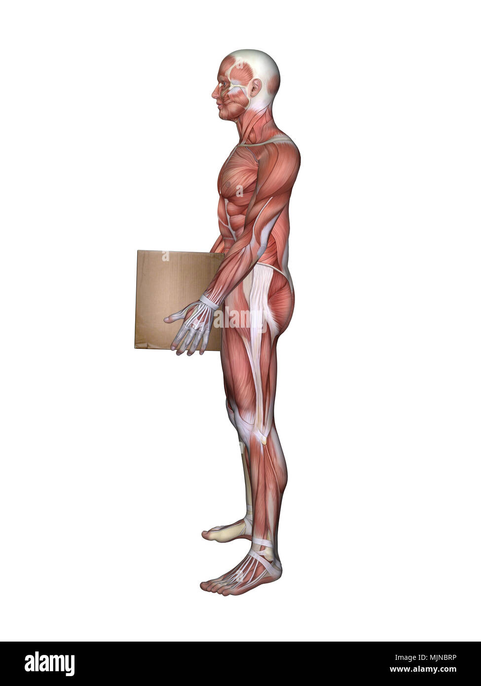 Anatomia del maschio casella di sollevamento Foto Stock