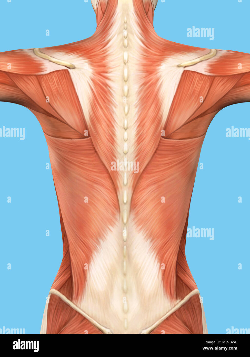 Anatomia della schiena Foto Stock