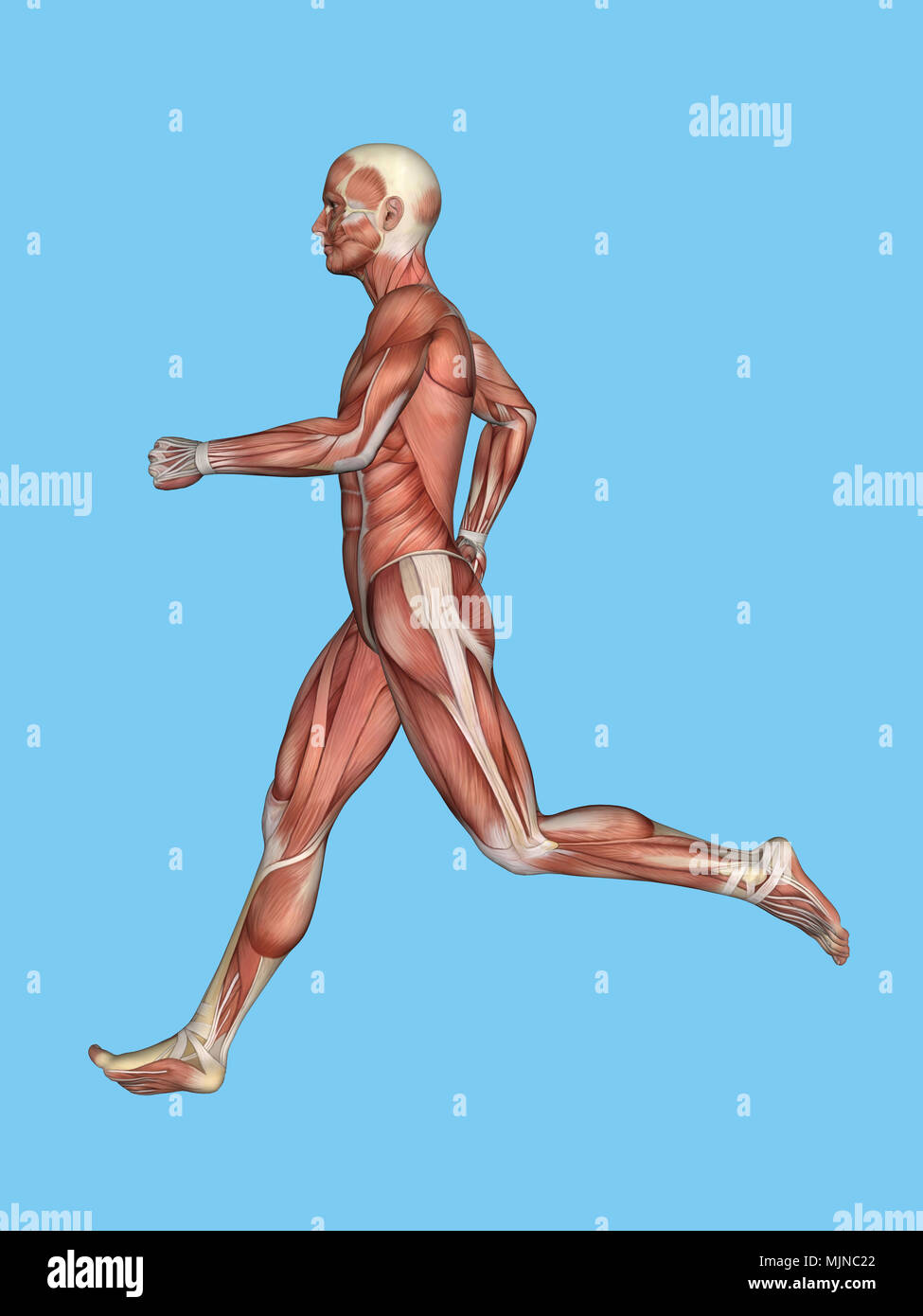 Muscoli di anatomia maschile in movimento Foto Stock