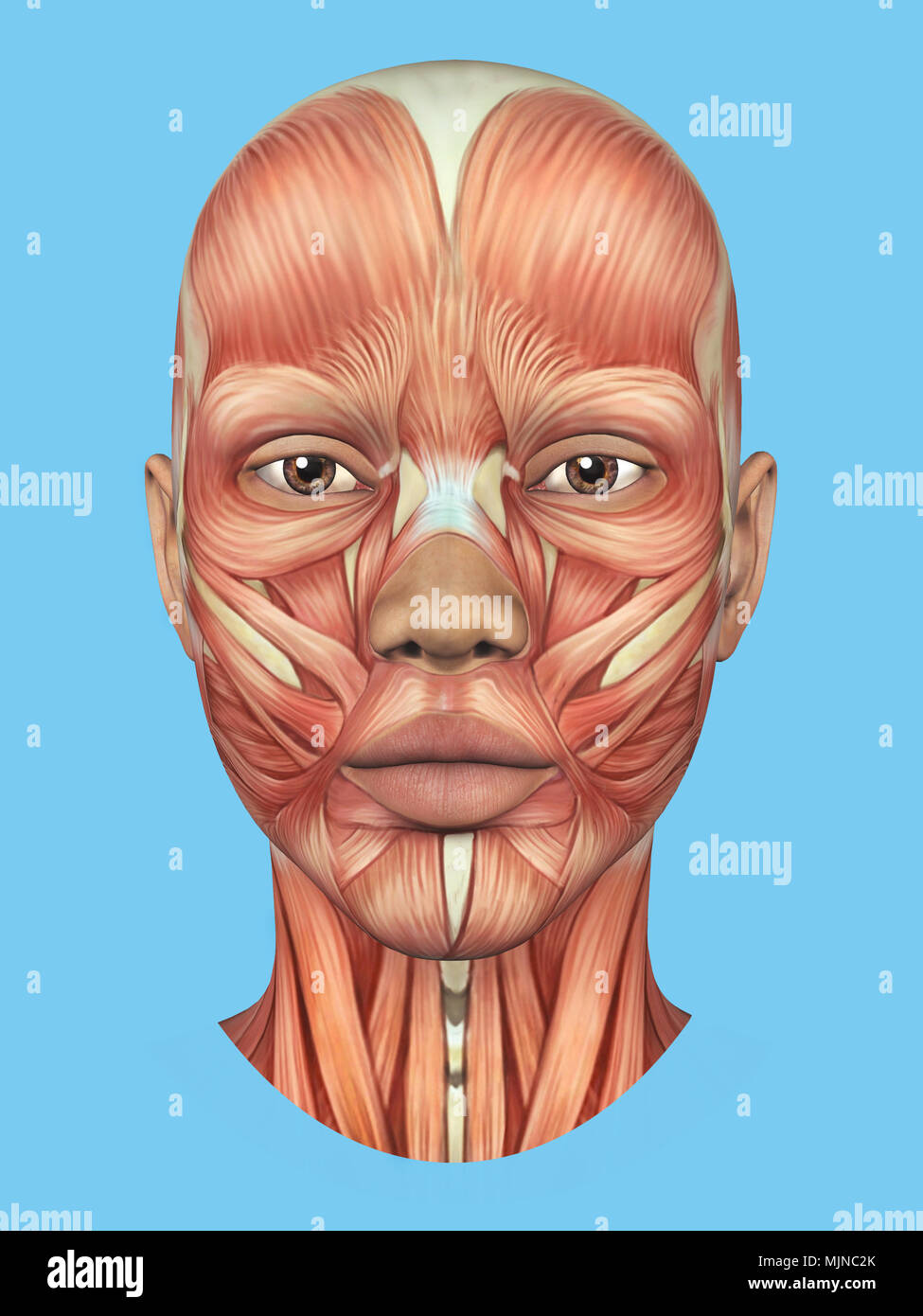 Anatomia vista frontale dei grandi muscoli facciali di una donna. Foto Stock