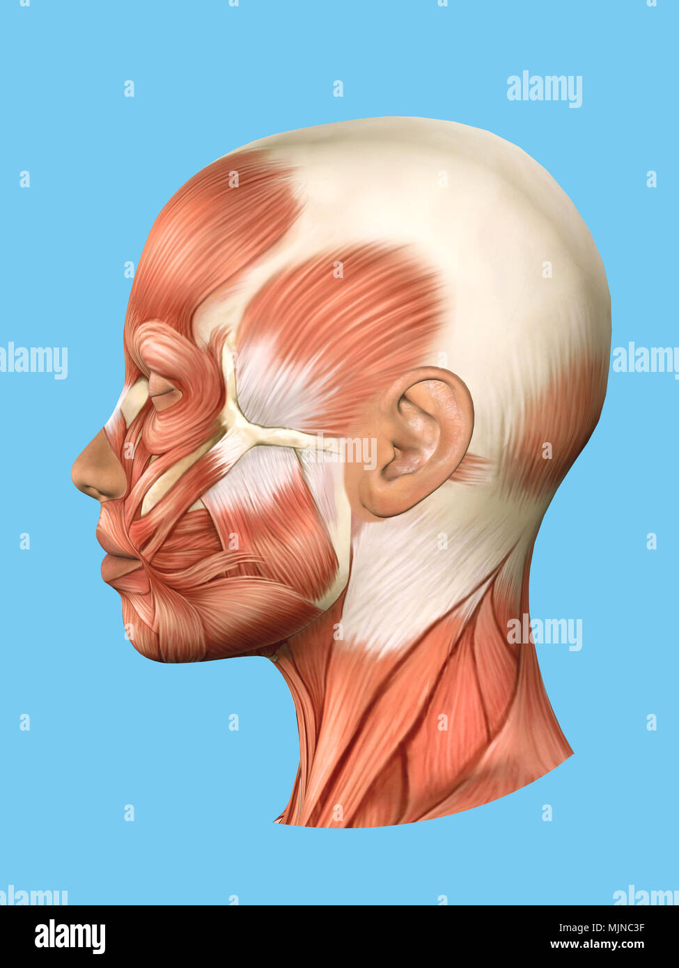 Anatomia vista laterale dei muscoli facciali. Foto Stock