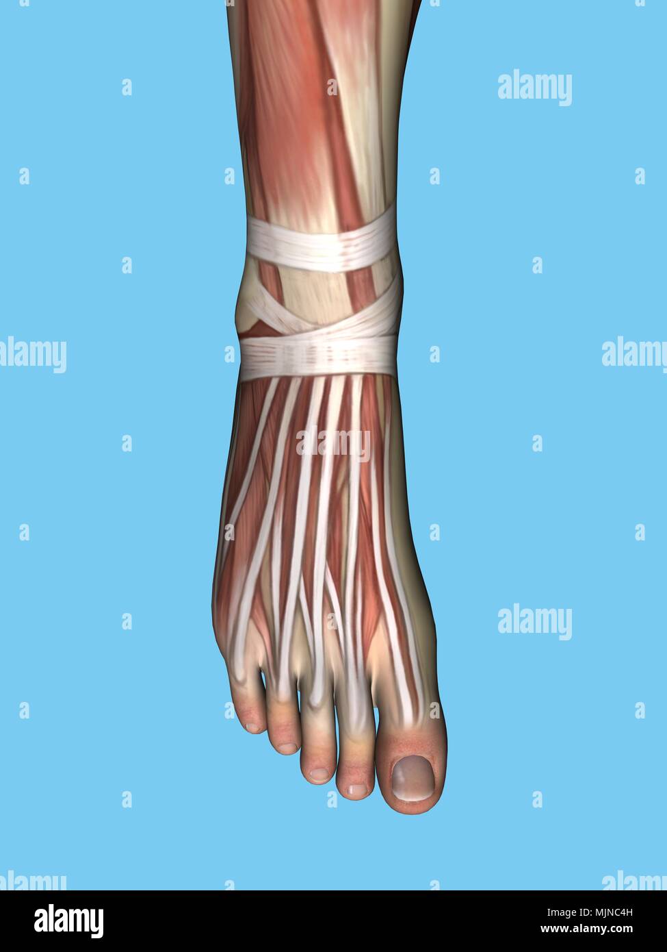 Anatomia del piede Foto Stock