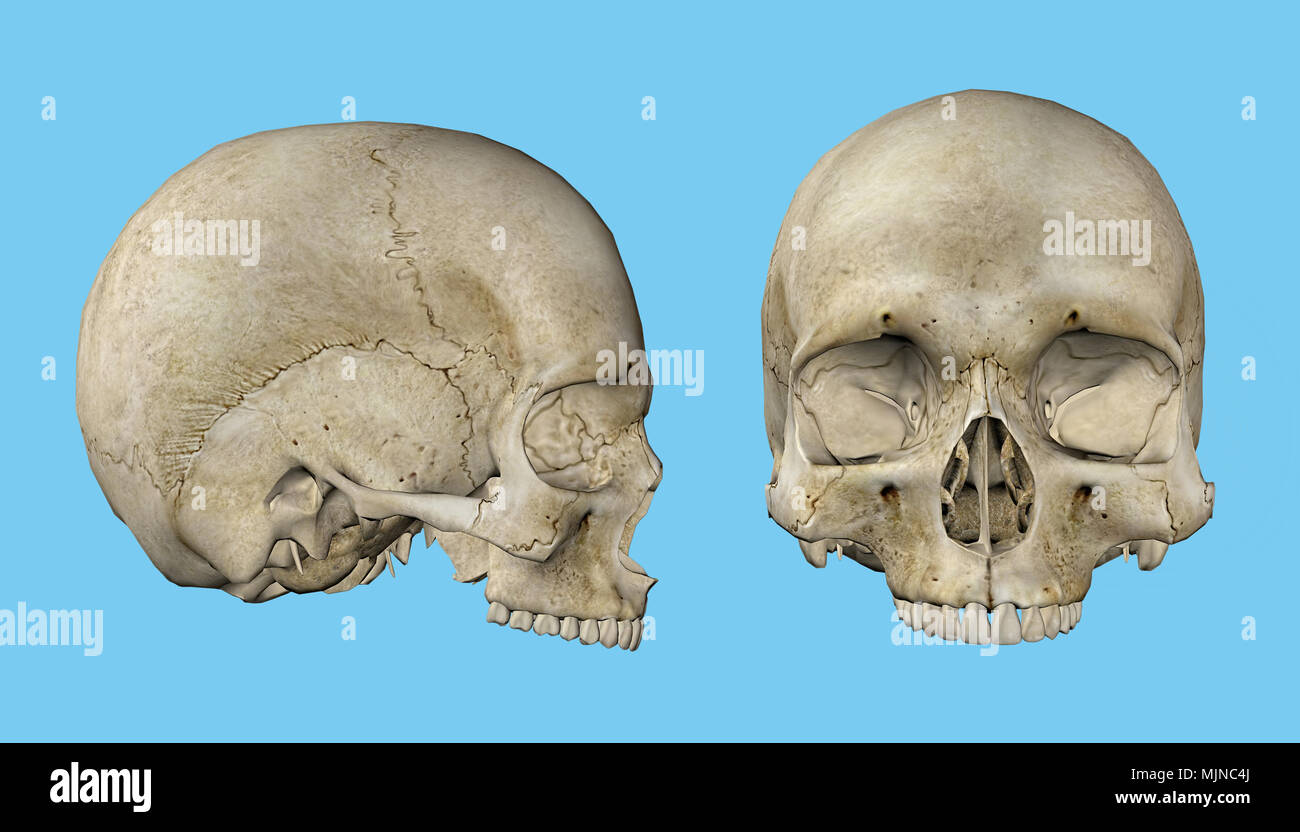 Cranio del maschio umano Foto Stock