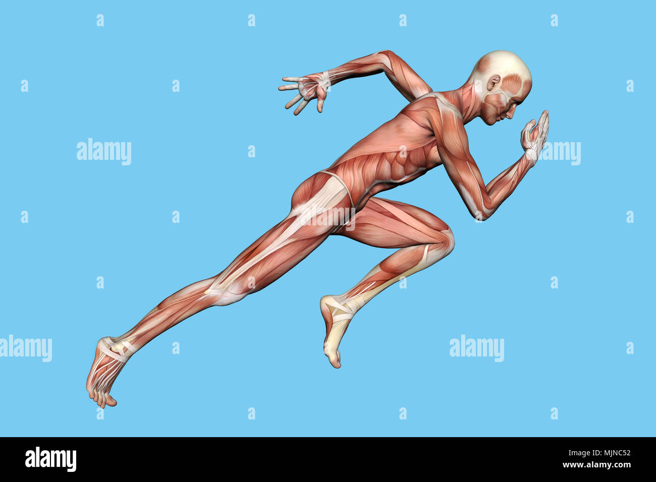 Muscoli di anatomia maschile in movimento Foto Stock