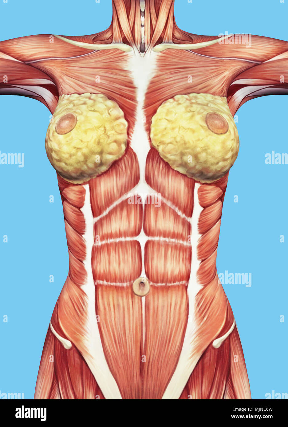 Anatomia delle donne il petto e il torso con i principali gruppi muscolari e delle ghiandole. Foto Stock