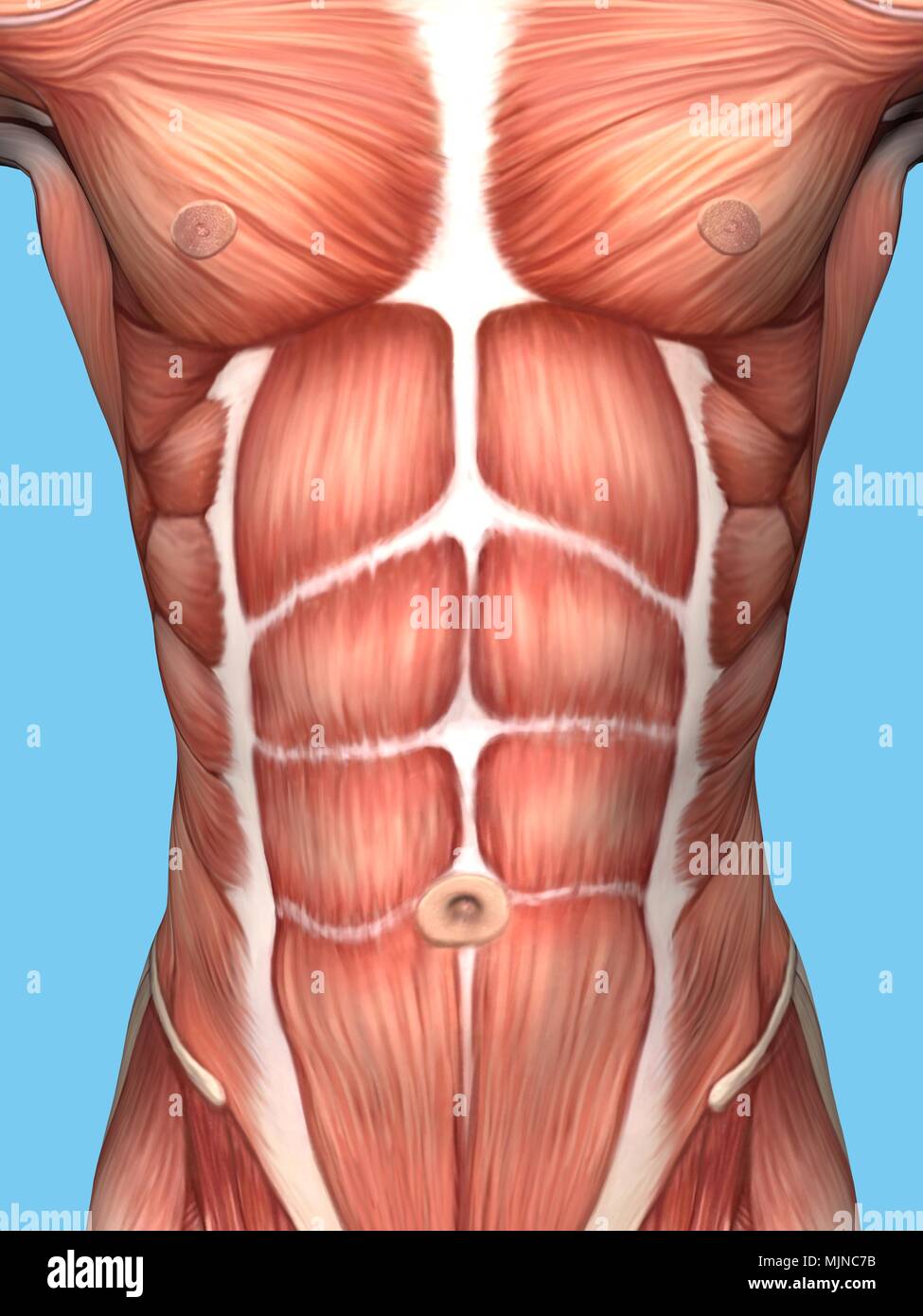 Anatomia del maschio il petto e il torso con grandi gruppi muscolari. Foto Stock