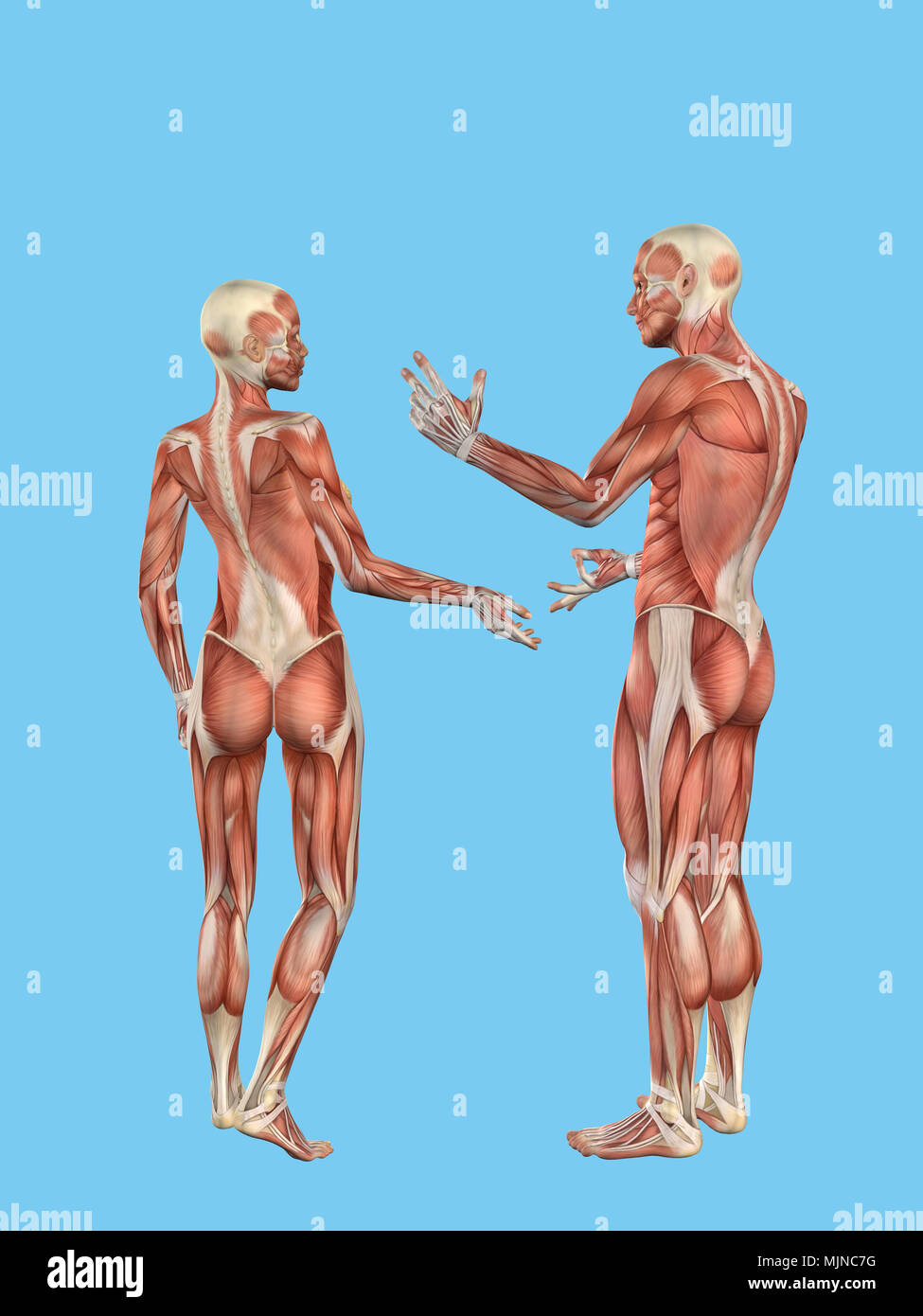 Vista posteriore del maschio e femmina dotata di anatomia del muscolo Foto Stock