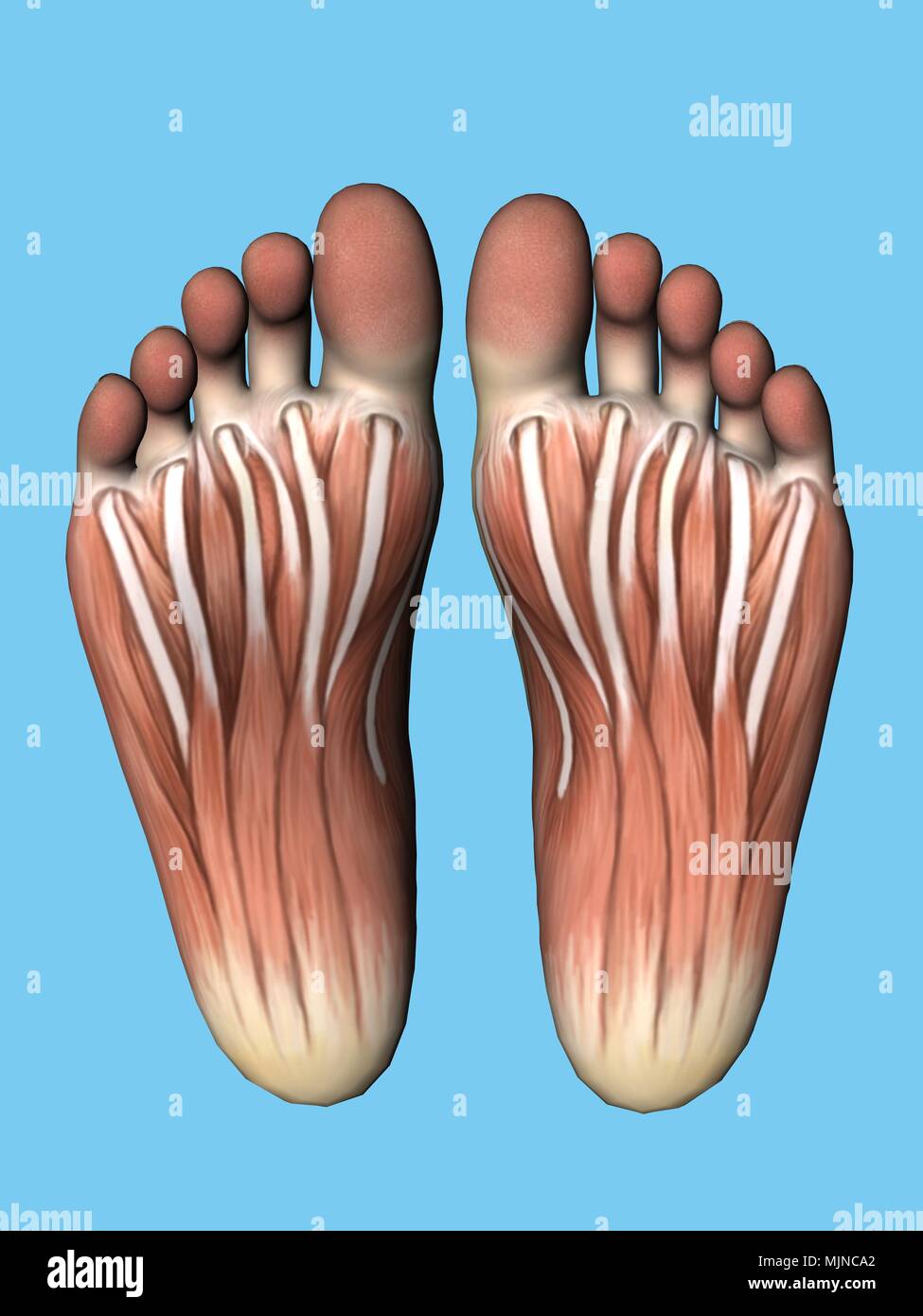 Anatomia vista inferiore del piede. Foto Stock