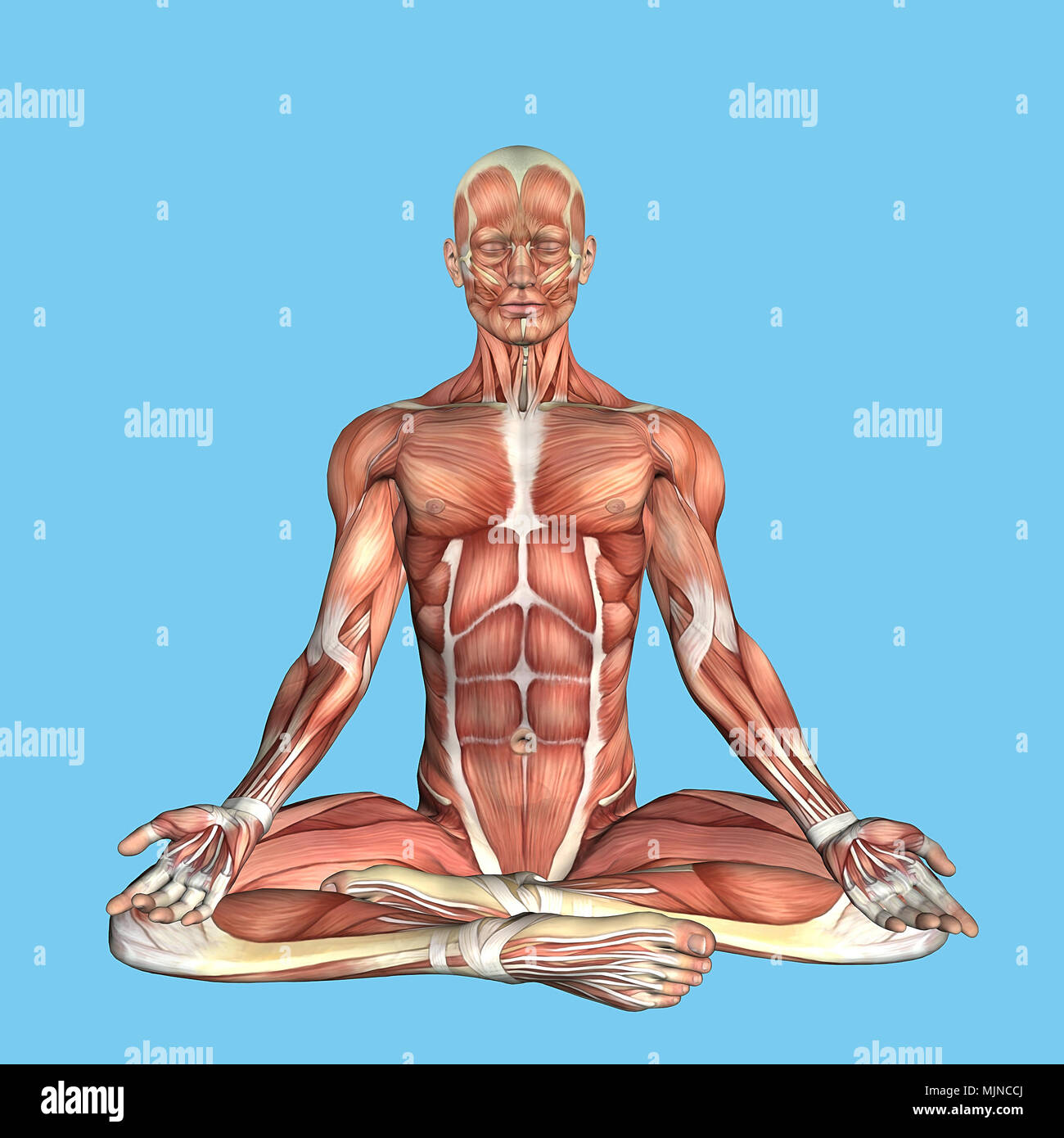 Anatomia posa Meditativa Foto Stock