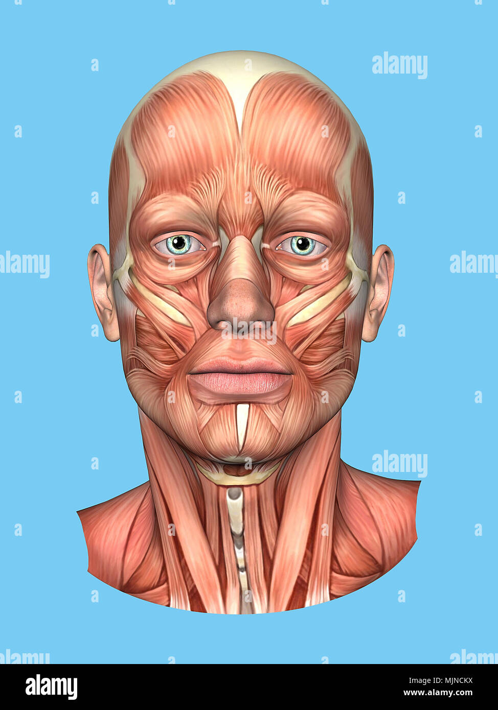 Anatomia vista frontale dei grandi muscoli facciali di un uomo compreso occipitofrontalis, procerus, massetere, orbicularis e zygomaticus, buccinatore. Foto Stock