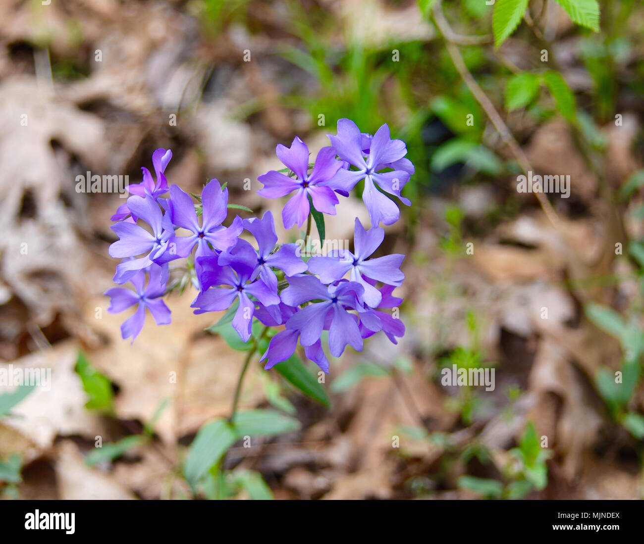 Luminose fiori viola di un bosco phlox impianto in una foresta di primavera. Foto Stock
