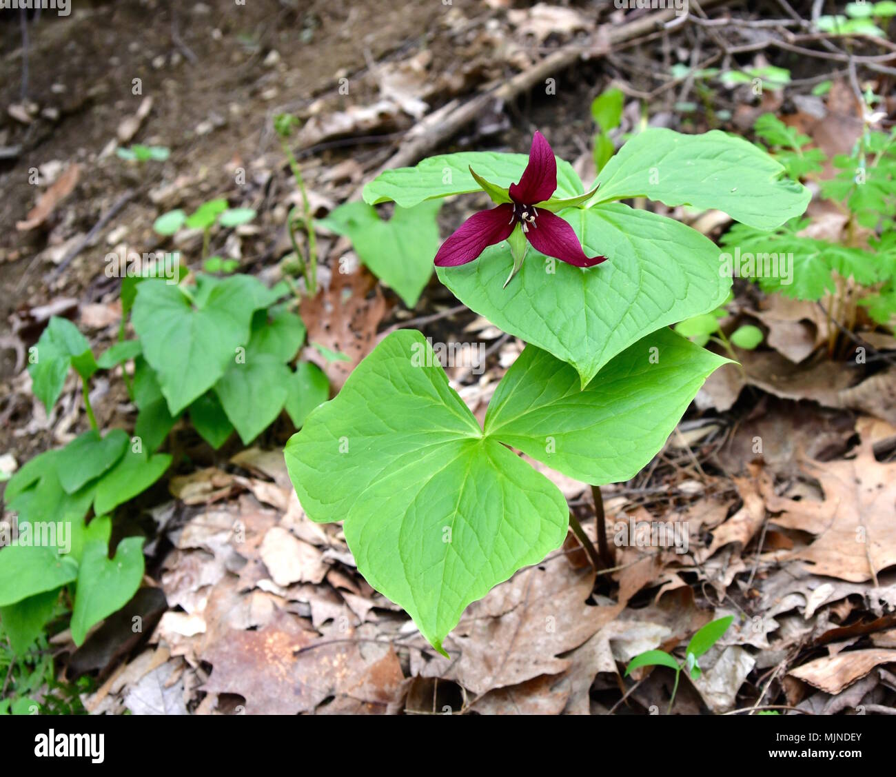 Fiore rosso e verde lascia una scia robin trillium impianto in una foresta di primavera. Foto Stock