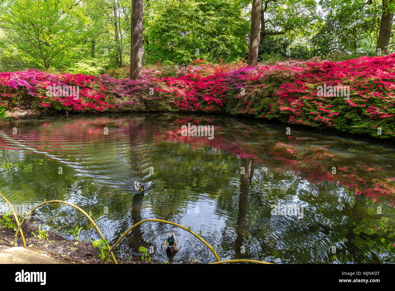 Fioritura azalee al ancora stagno, Isabella Plantation, il Parco di Richmond, Surrey, Inghilterra Foto Stock