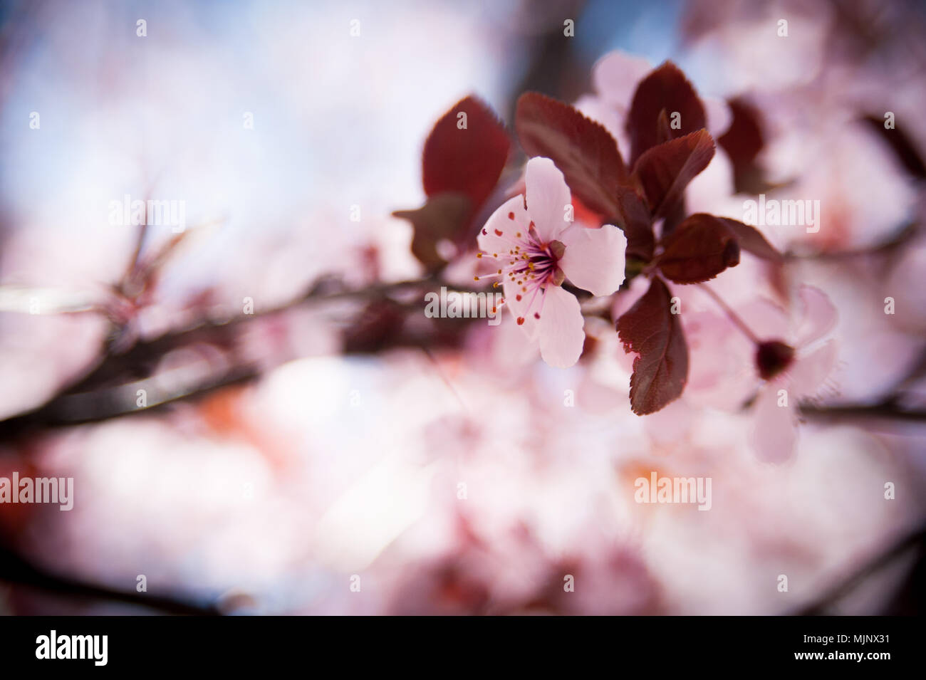 Fioritura newport susino Foto Stock