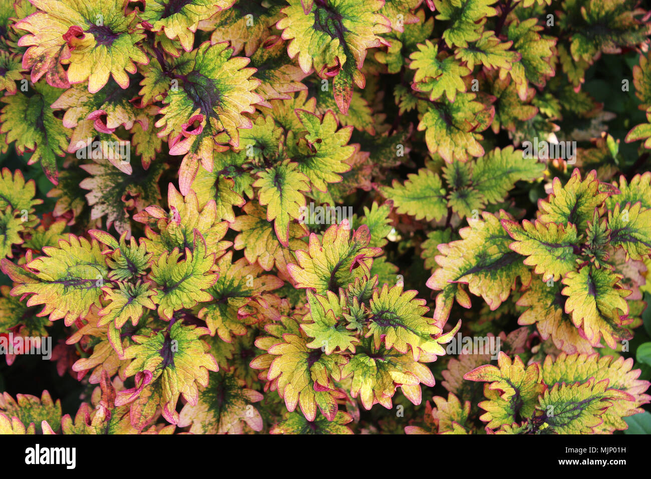 Close up seghettato foglie di piante, foglie verdi con bordatura rosa e viola center Foto Stock