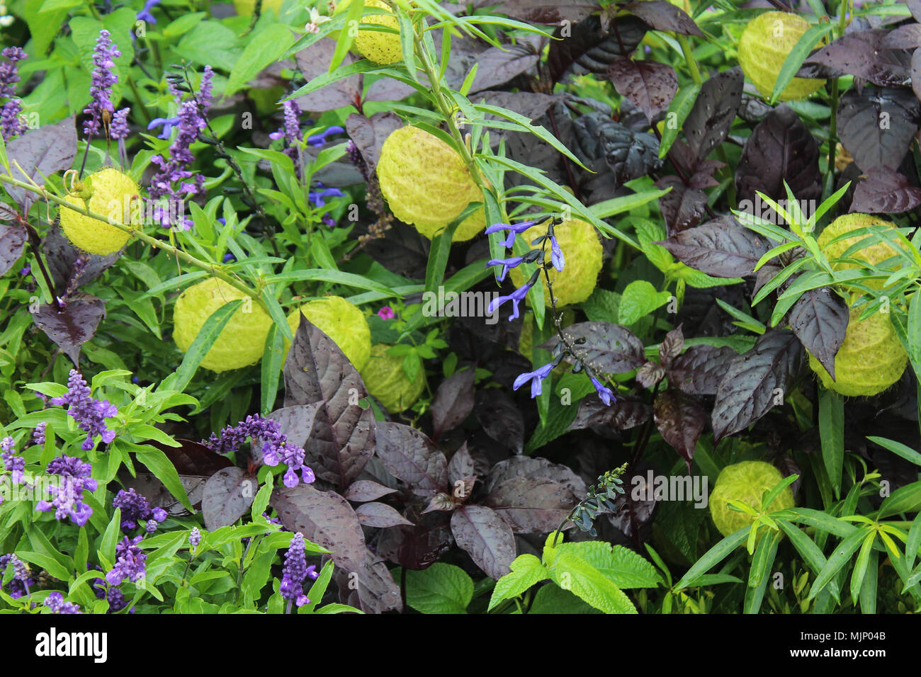Close Up Di Un Grappolo Di Fiori Viola Il Palloncino Di Piante E Foglie Di Viola Di Impianto Foto Stock Alamy