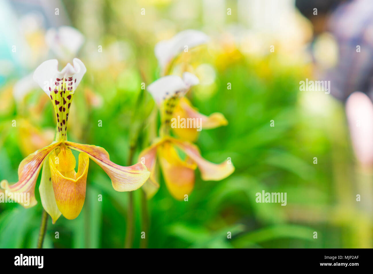 Paphiopedilum orchid fiore o Scarpetta di Venere nel centro di conservazione Paphiopedilum Doi Inthanon , Chiang Mai, Thailandia. Foto Stock