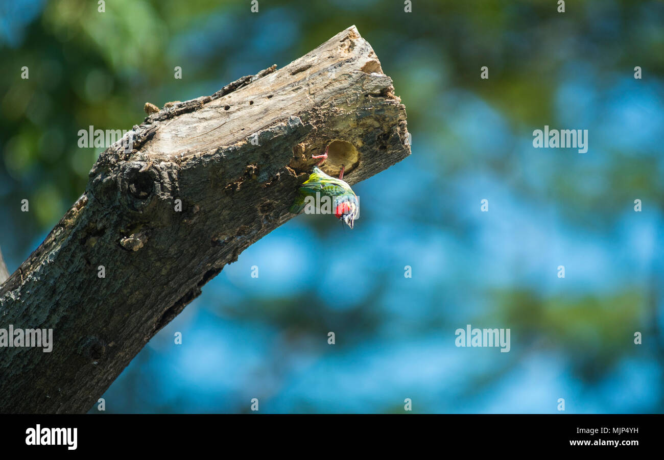 Ramaio barbet, gli uccelli sono la piantagione di alberi per nidificare. Foto Stock