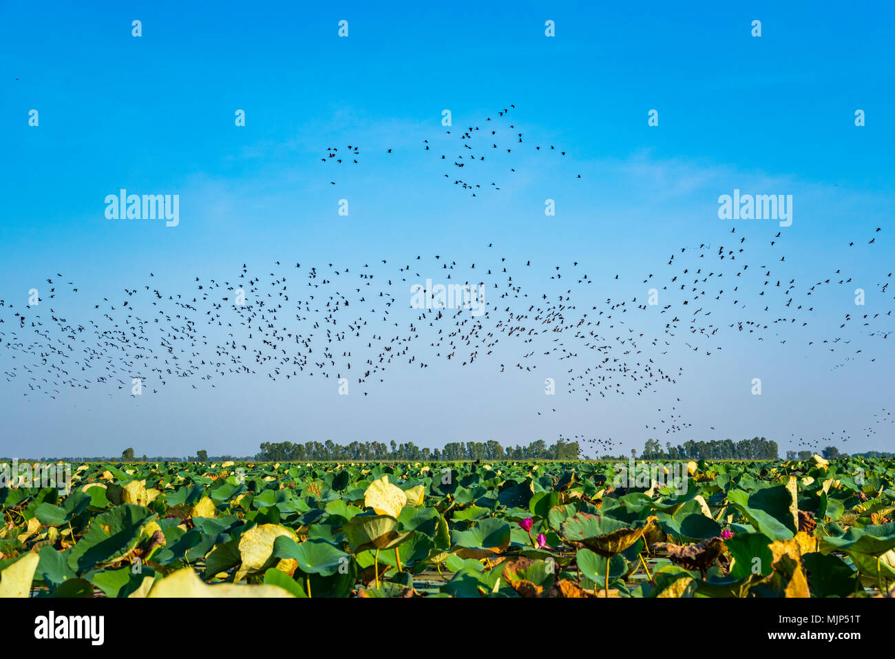 Molti uccelli, minore un sibilo d'anatra, Indian fischio d'anatra, Minor sibilo teal, Tree duck Foto Stock