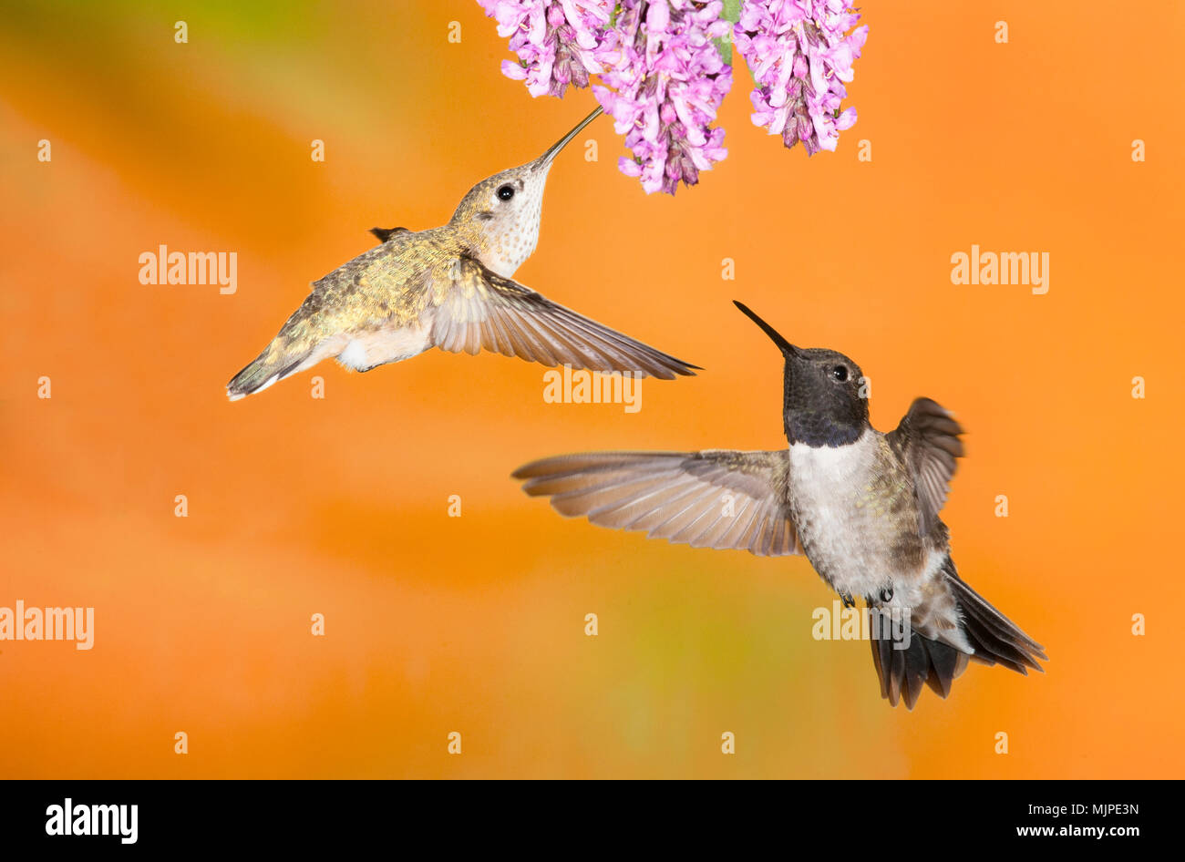 Colibrì; femmina Rufous Hummingbird; maschio nero-chinned, British Columbia, Canada Foto Stock