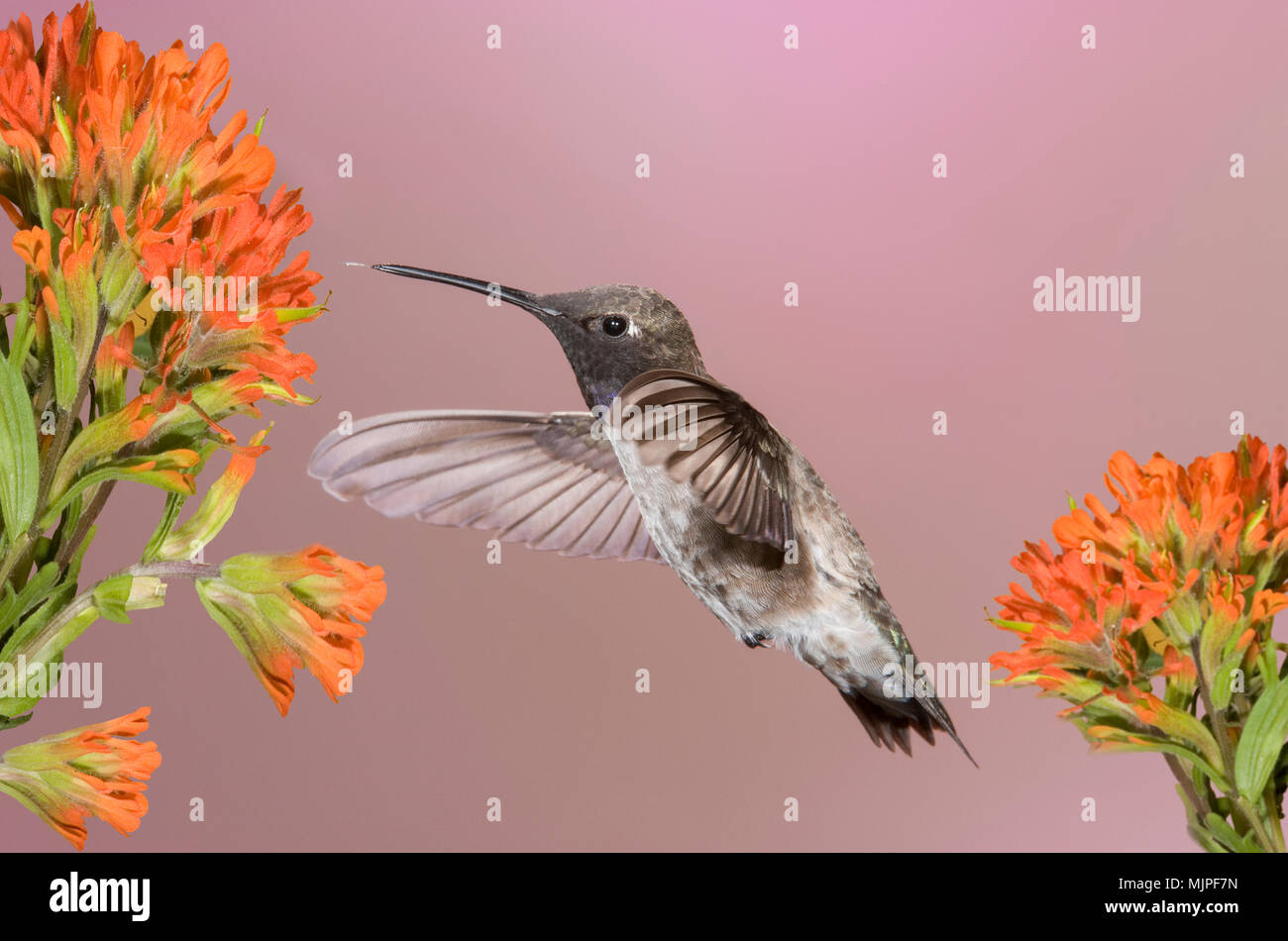 Colibrì; nero-chinned Hummingbird ; Madera Canyon, Arizona Foto Stock