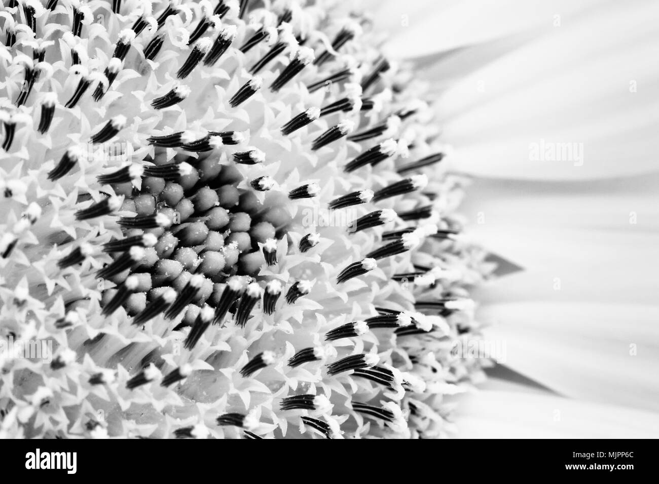 Girasole close-up che dettaglia il disco di semi di girasole e il raggio e minuscoli fiori del disco (o broccoli) che compongono il disco. Macro foto in bianco e nero Foto Stock