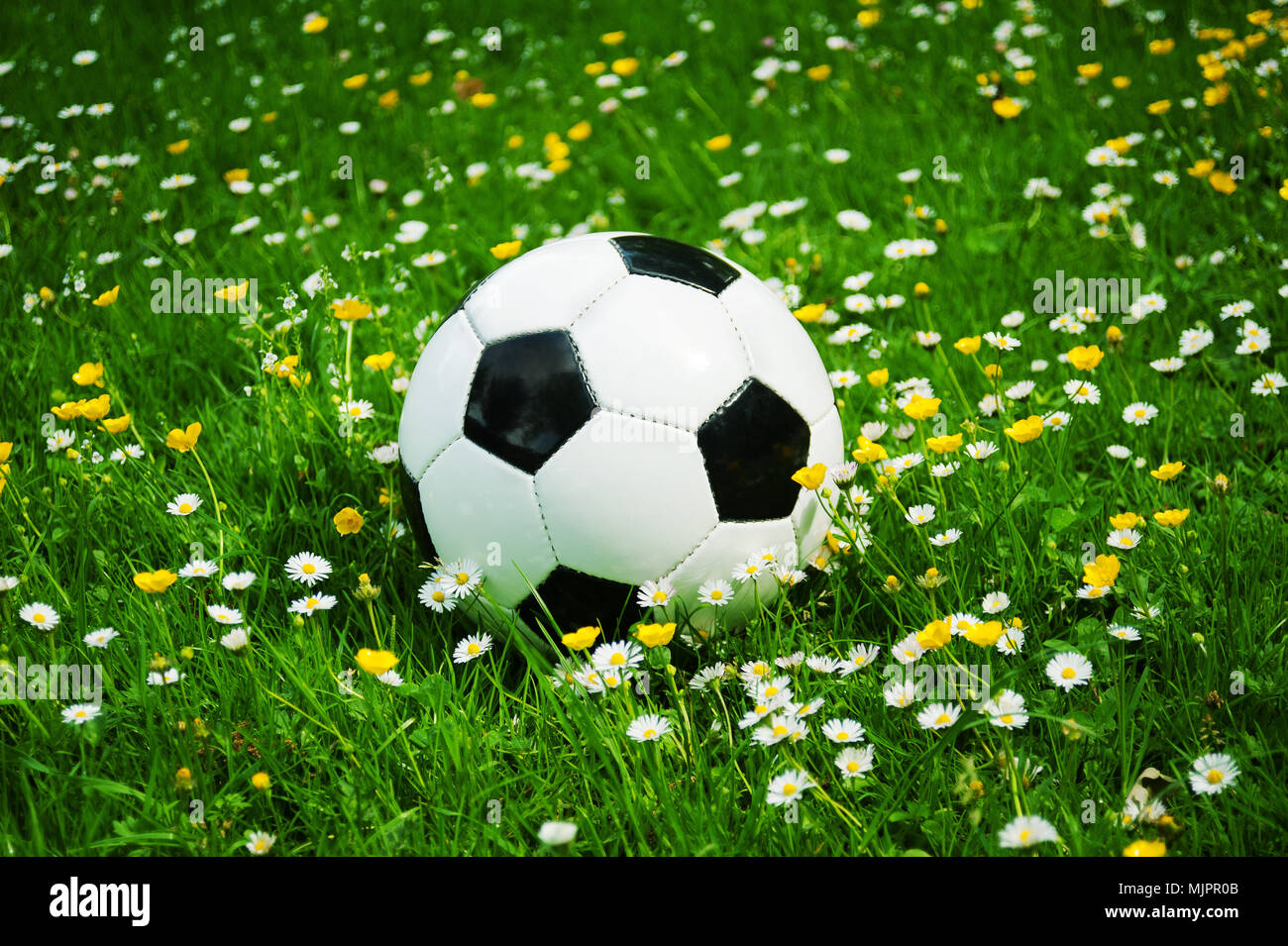 Un classico pallone da calcio in bianco e nero in erba con fiori in primavera nel parco Foto Stock