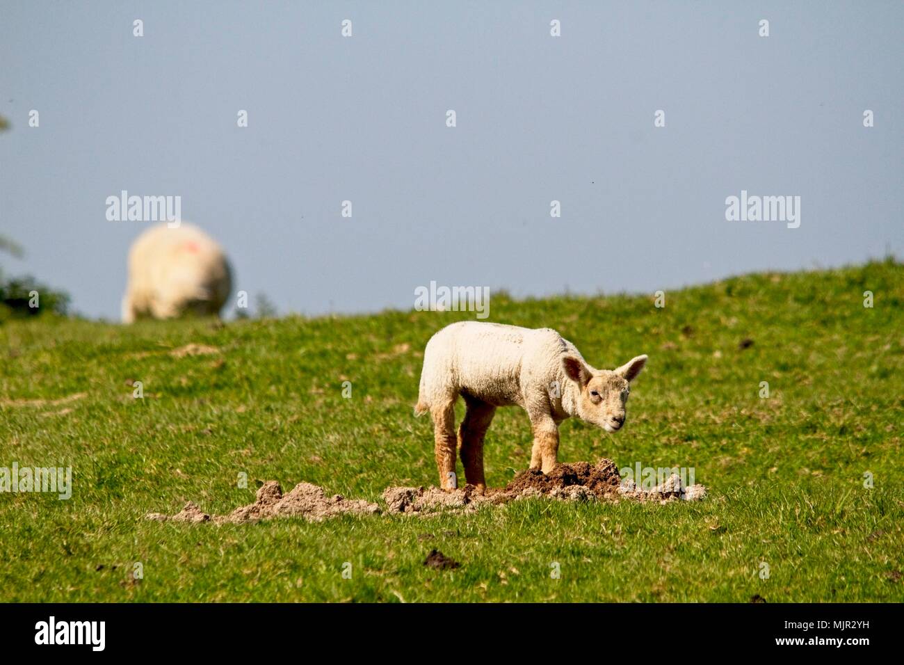 I livelli di Pevensey, Regno Unito. Il 6 maggio 2018. Regno Unito meteo. Un agnello gambols al sole del mattino sul Pevensey livelli in East Sussex, Regno Unito. Credito: Ed Brown/Alamy Live News Foto Stock
