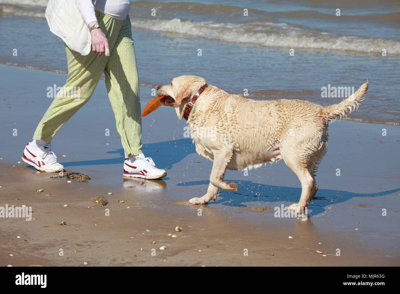 Greatstone, Kent, Regno Unito. Il 6 maggio 2018. Brillante giornata di sole sulla spiaggia con un sacco di famiglie che la maggior parte della bella bank holiday meteo. Cane su una spiaggia con un frisbee nella sua bocca. Photo credit: Paolo Lawrenson /Alamy Live News Foto Stock