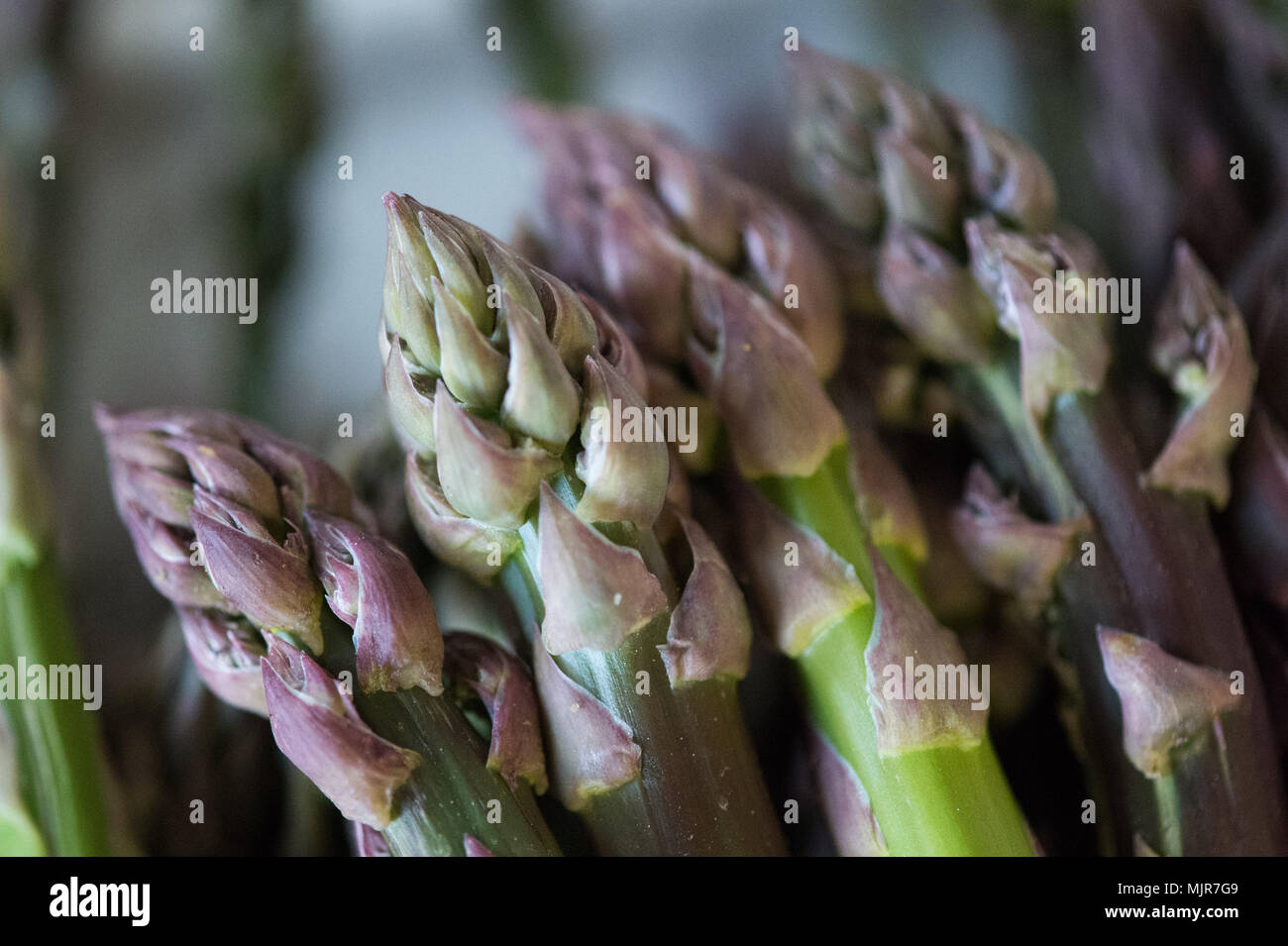 Il 25 aprile 2018, Germania, Quedlinburg: asparago verde in un laboratorio del Julius-Kuehn-Istituto. Attualmente, ricercatore Thomas Nothnagel di " Institut fuer Zuechtungsforschung un gartenbaulichen Kulturen' (lit. Istituto per la ricerca di allevamento su colture orticole) dell'Istituto Julius-Kuehn e il suo team sono impegnati nella coltivazione di una coltivazione di piante di asparagi, che è resistente alla " Asparagi Virus 1' (AV-1) che è molto diffuso in Germania e il fungo 'Fusarium Oxysporum'. Foto: Klaus-Dietmar Gabbert/dpa-Zentralbild/dpa Foto Stock