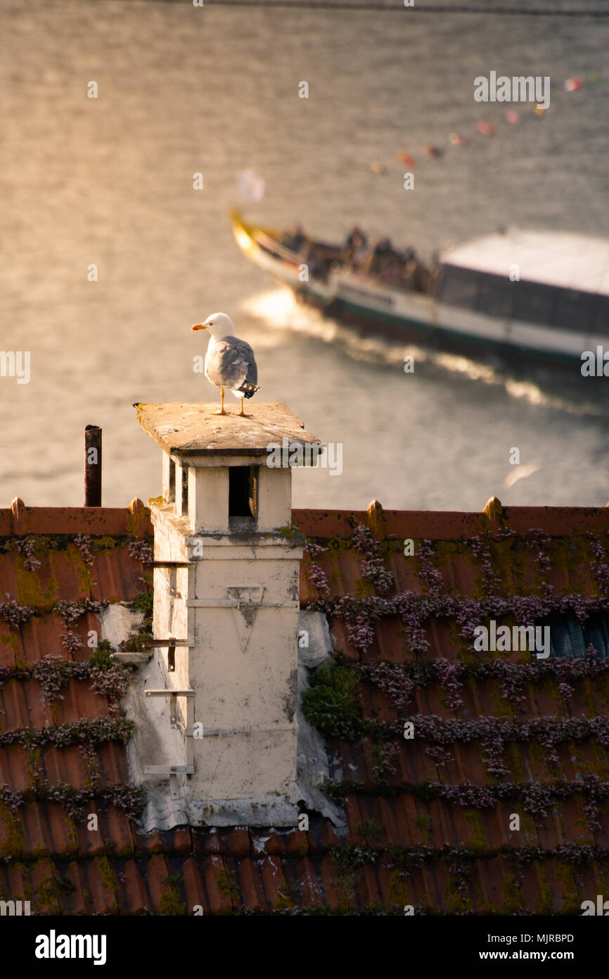 Un gabbiano osservando il fiume Douro sul tramonto, con un Rabelo la barca di crociera sul fiume Foto Stock