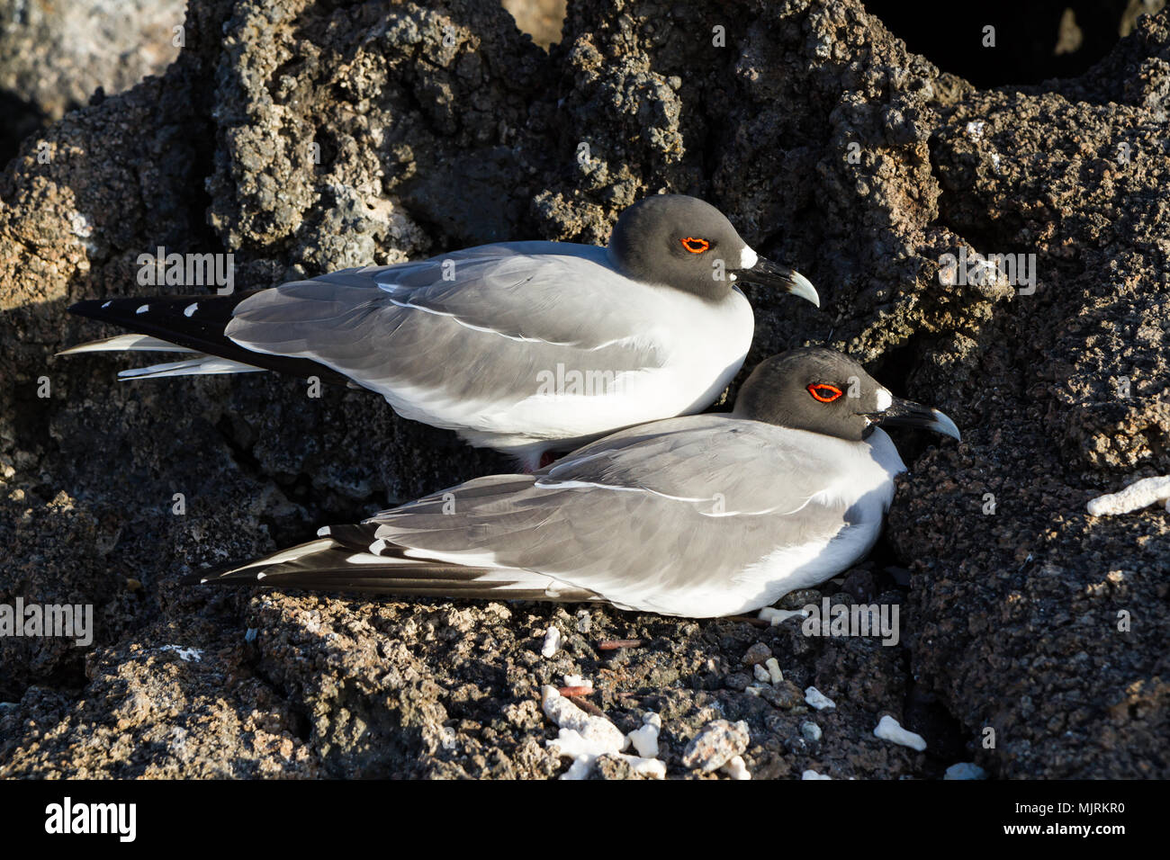 Swallow-tailed gull (Creagrus furcatus) coniugata di una spiaggia di Isola di Genovesa, Isole Galapagos Foto Stock