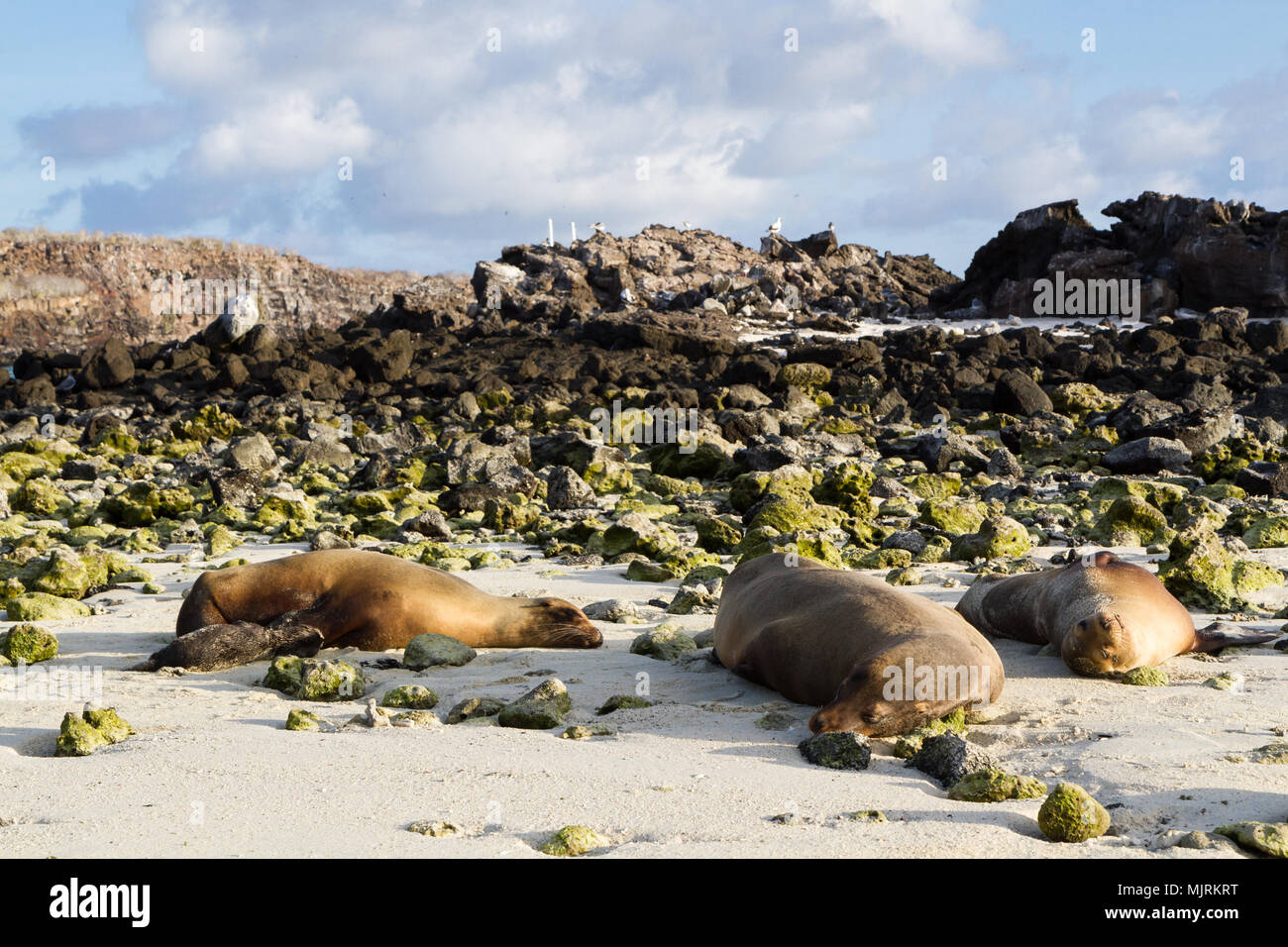 Le Galapagos i leoni di mare (Zalophus wollebaeki) dormire su di una spiaggia, Genovesa Island, Isole Galapagos, Ecuador Foto Stock