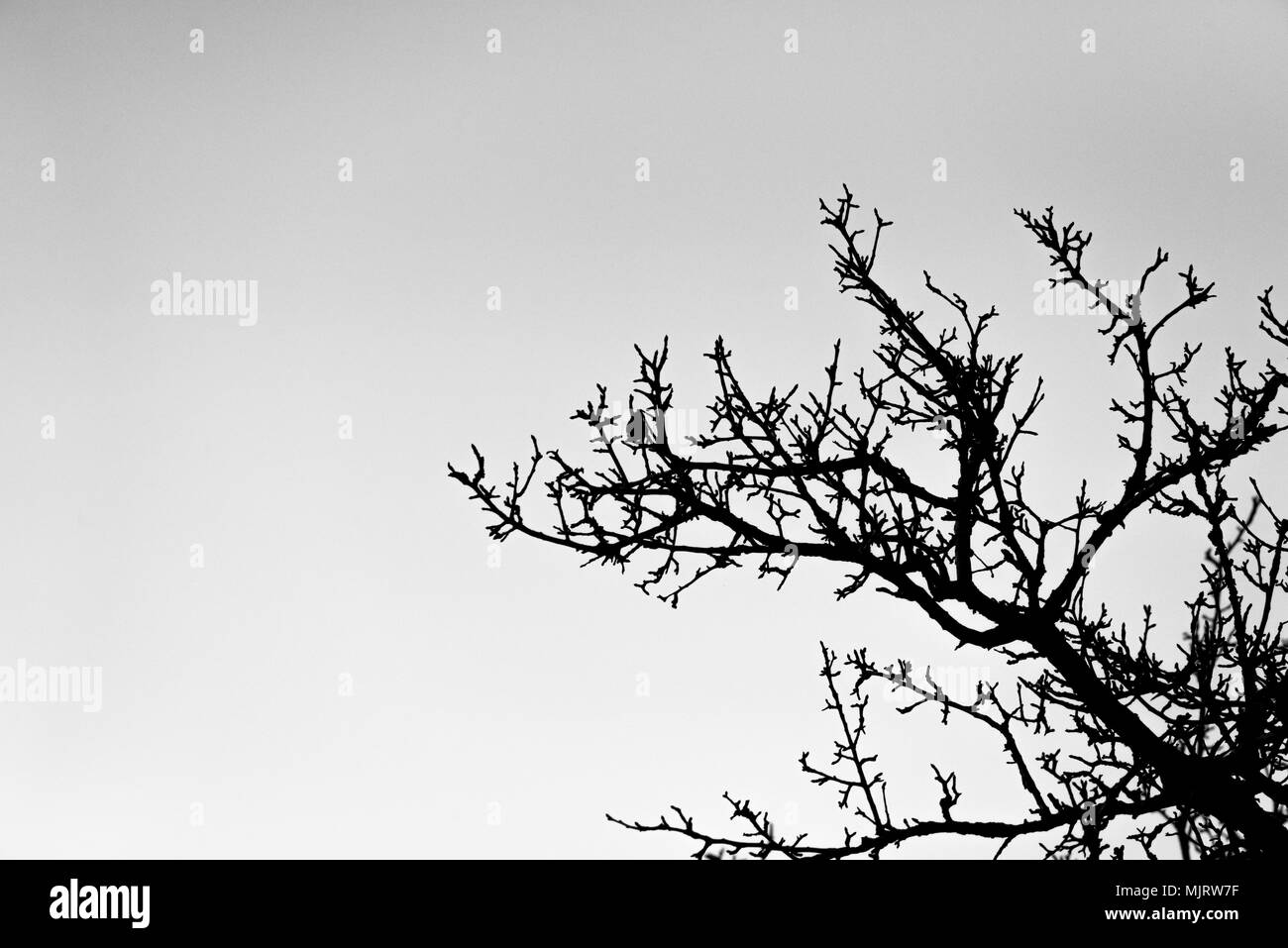 Silhouette di un albero morto Foto Stock