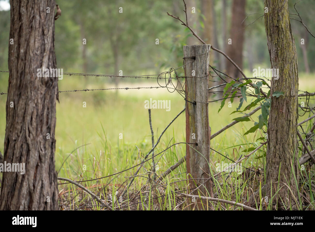Vecchio e ruggine reticolati di filo spinato con eucalipto (gum tree) Legno di latifoglie pali da recinzione su una proprietà farm nel Nuovo Galles del Sud, Australia Foto Stock