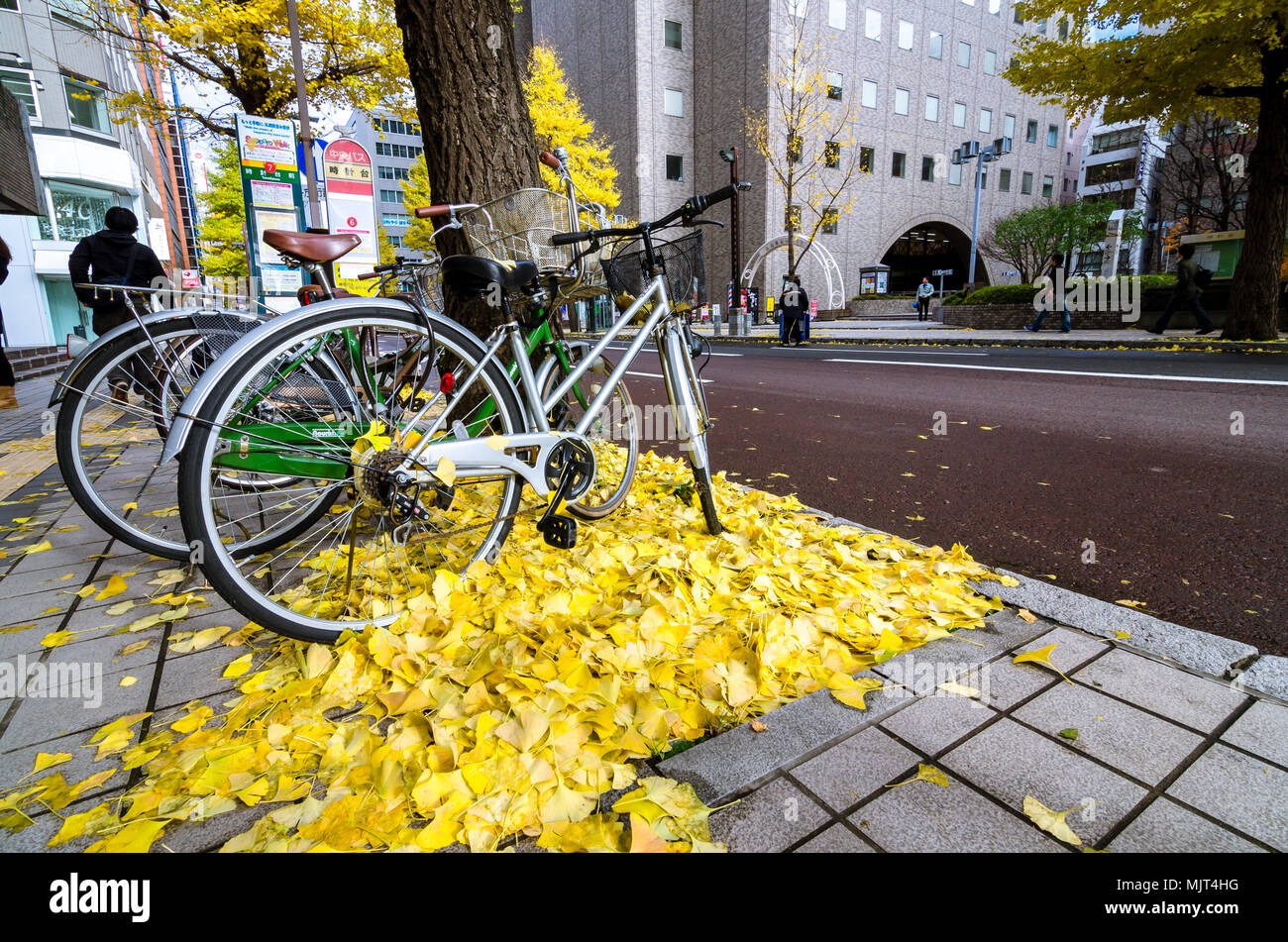 Sapporo durante il tardo autunno. Bellissimo albero di ginkgo possono essere trovati ovunque lungo la strada. La città è stata coperta in un bel colore giallastro. Foto Stock