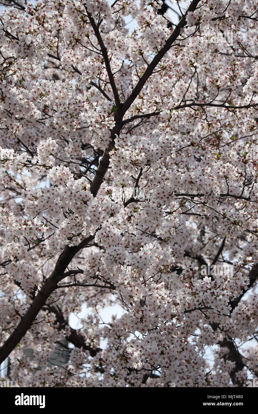 Piena fioritura ciliegio in sud coreano città di Daegu, dove gli alberi hanno fiorito due settimane prima del solito in aprile, 2018. Foto Stock