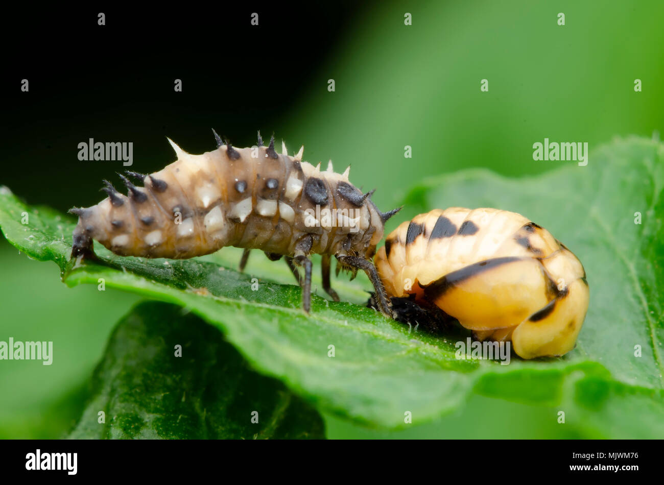 Ladybug larve e pupa di ciclo di vita. Foto Stock