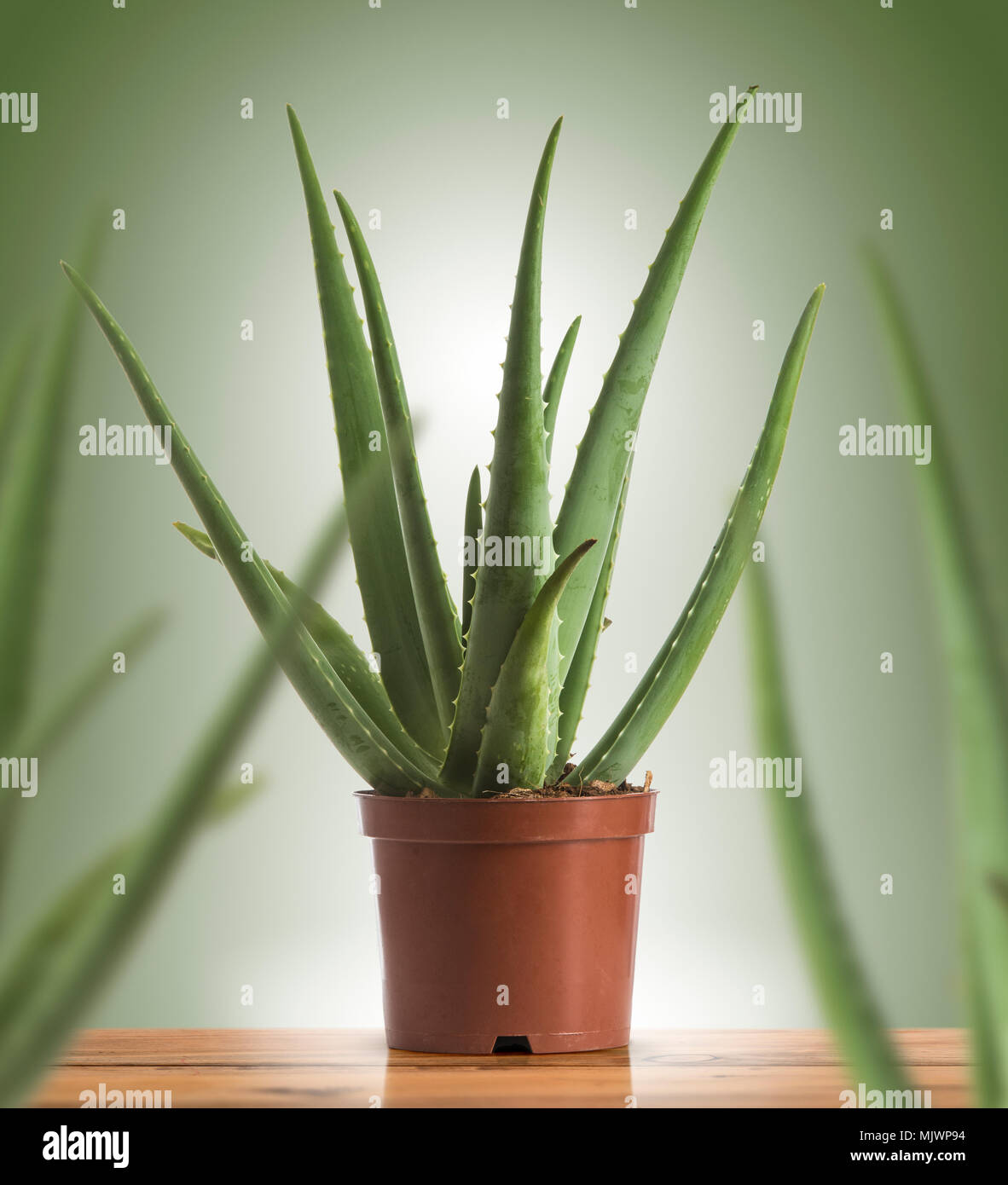Piante succulente, Aloe vera in un marrone rossiccio recipiente in plastica su sfondo verde Foto Stock